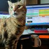 TC61CAT Image